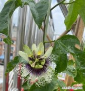 酸甜滋味中的生命奇迹 百香果的象征意义及其文化内涵