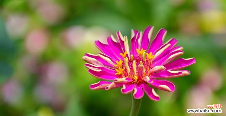 百日草花的花语与象征意义 百日草花