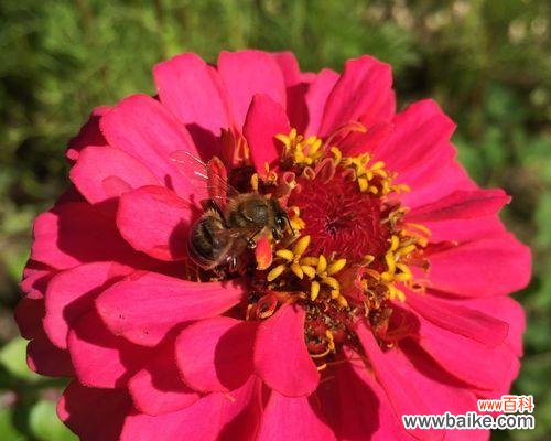 百日草花的花语与象征意义 百日草花