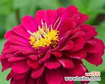 百日草花的花语与象征意义 百日草花