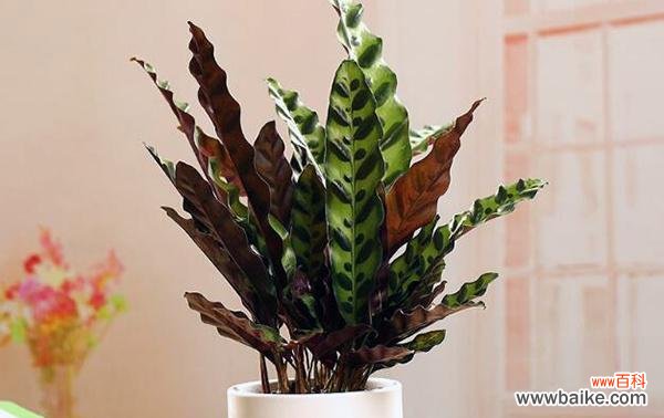 百合竹的摆放风水之道 百合竹的寓意与风水象征