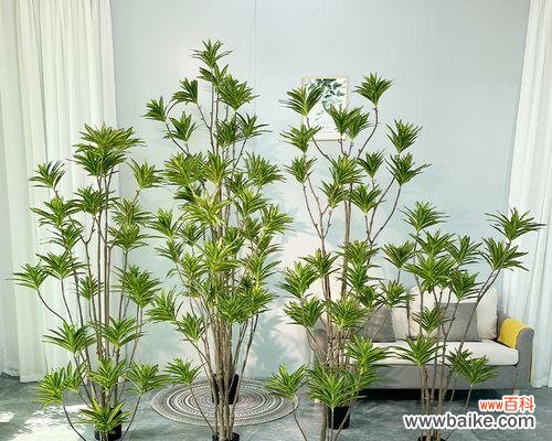 百合竹的摆放风水之道 百合竹的寓意与风水象征