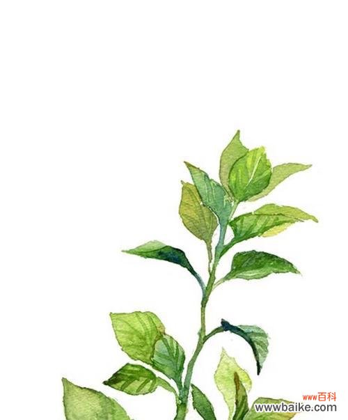 清新宜人的香气 薄荷叶的花语与寓意