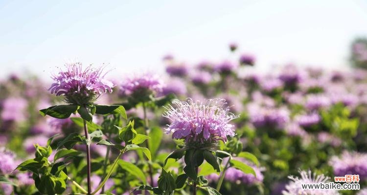 探寻薄荷花的花语与象征 薄荷花的开放与寓意