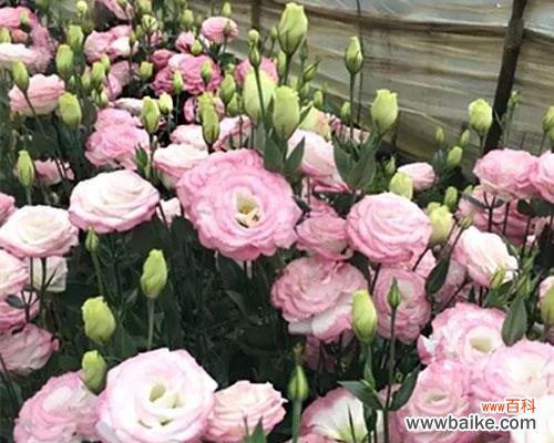 揭秘风水学对薄荷植物开花的解读与意义 风水寓意