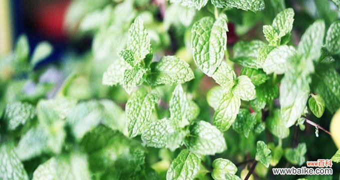 揭秘风水学对薄荷植物开花的解读与意义 风水寓意