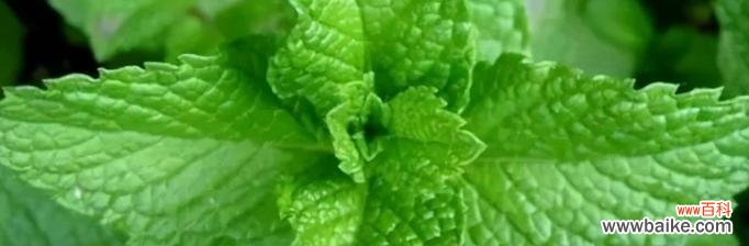 揭秘风水学对薄荷植物开花的解读与意义 风水寓意