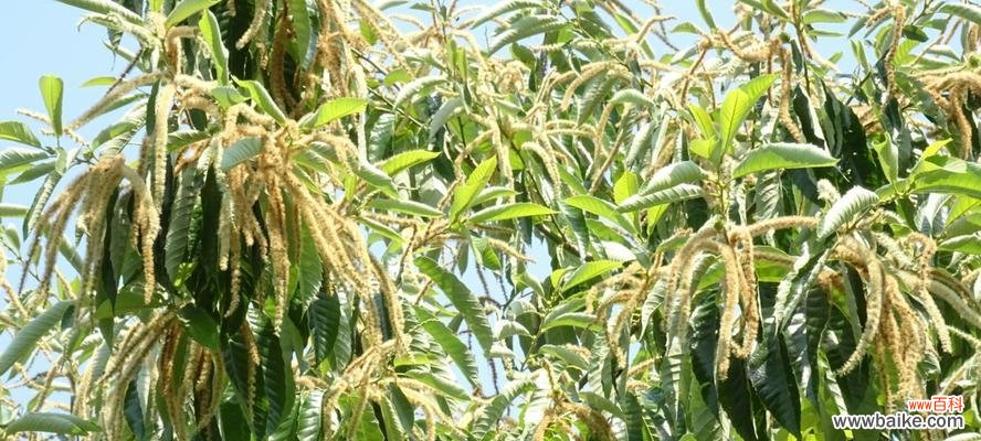 揭秘板栗树风水的寓意与作用 板栗树风水的祥瑞之道