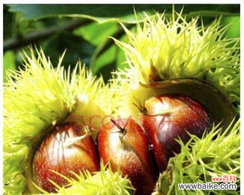 揭秘板栗树风水的寓意与作用 板栗树风水的祥瑞之道