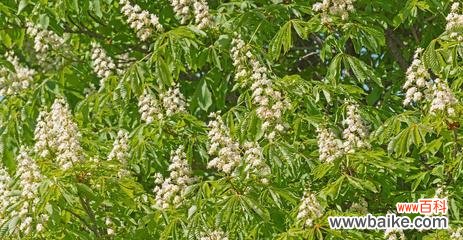 揭秘板栗树风水的寓意与作用 板栗树风水的祥瑞之道