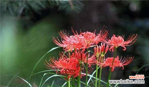 探寻彼岸花的深层含义 彼岸花的花语和寓意