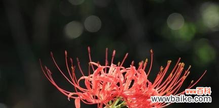 一朵花背后的生命哲学 彼岸花的寓意与象征