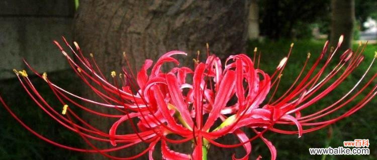 一朵花背后的生命哲学 彼岸花的寓意与象征