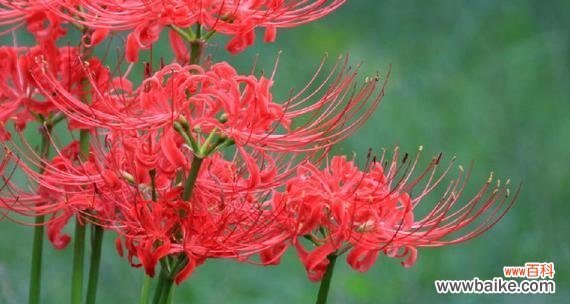 一朵花背后的生命哲学 彼岸花的寓意与象征