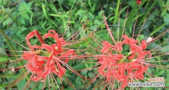 探寻彼岸花的神秘之美 彼岸花的象征意义与寓意