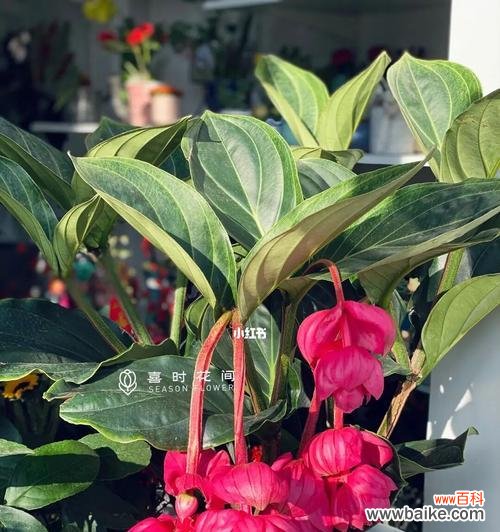 传递吉祥与繁荣的花卉之选 宝莲灯花的风水寓意和摆放位置