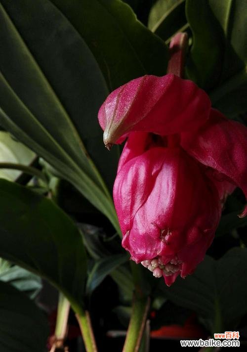 传递吉祥与繁荣的花卉之选 宝莲灯花的风水寓意和摆放位置