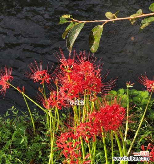 探寻彼岸花的花语世界 彼岸花的花语及不同颜色的代表含义