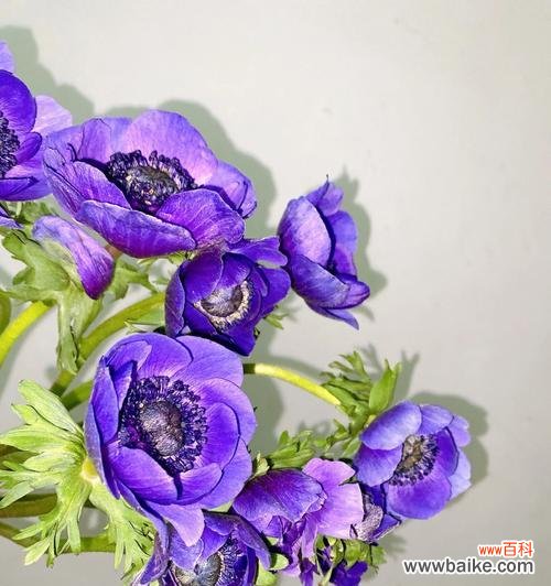 揭开花语之谜 花语中的爱慕