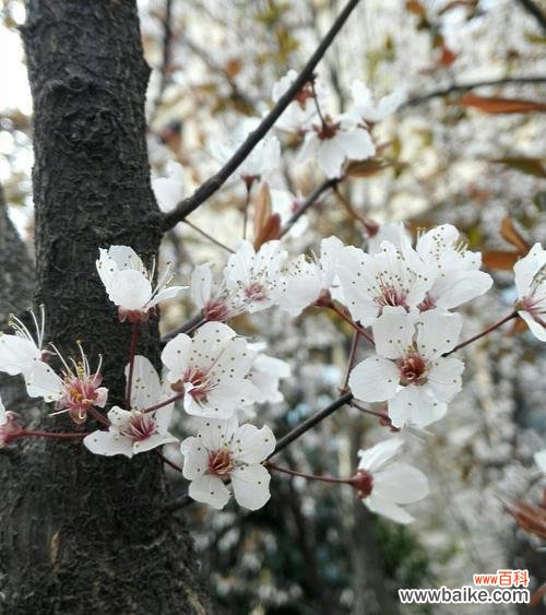 倾诉哀思 花语哀思