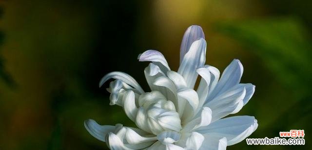 倾诉哀思 花语哀思