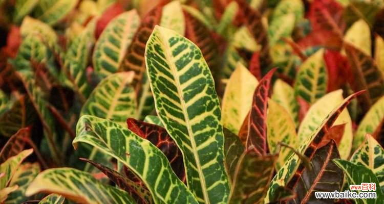 解读开花的意义与生命之美 以变叶木开花为主题的奇迹