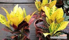 解读开花的意义与生命之美 以变叶木开花为主题的奇迹