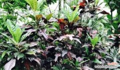 探索变叶木的神奇之力 变叶木的风水寓意与摆放位置