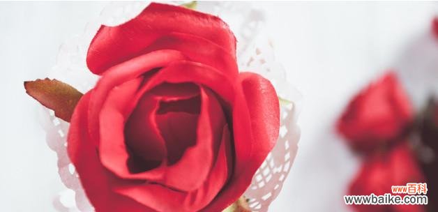 揭开暧昧花的面纱 暧昧花的神秘符号