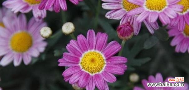 探索单相思的花语语言及其象征意义 花语传递单相思之情