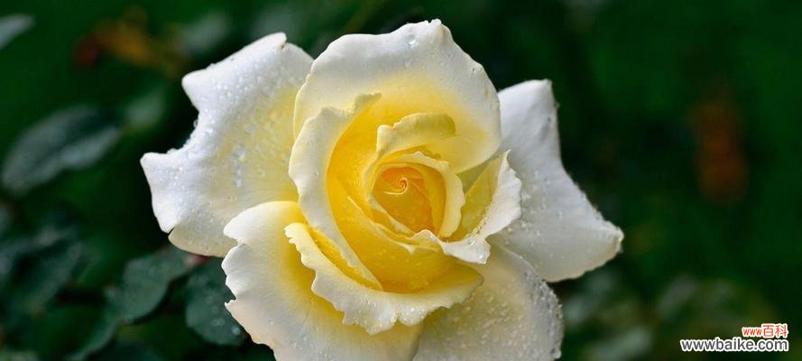 探索单相思的花语语言及其象征意义 花语传递单相思之情