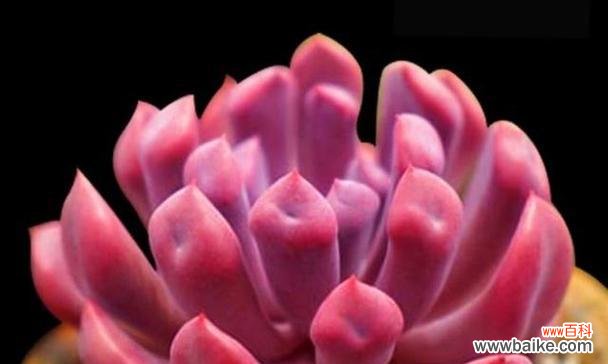 传递真挚情意的鲜花语言 爱意的花语——用花传达心中的情感