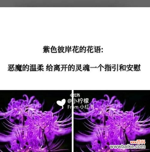 传递真挚情意的鲜花语言 爱意的花语——用花传达心中的情感