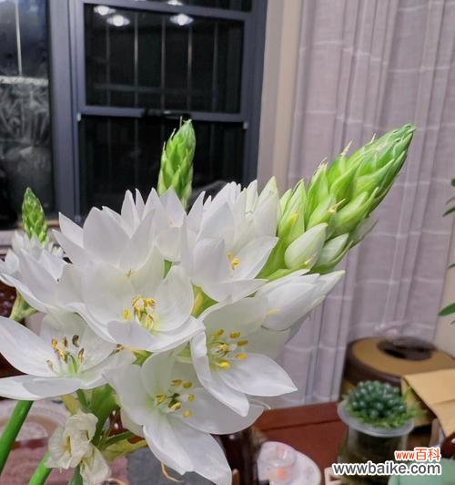 诚信的花 花开诚信，花语传情