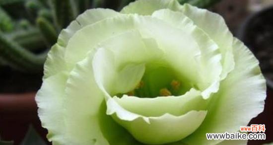 用鲜花传递忏悔的情感 忏悔之花