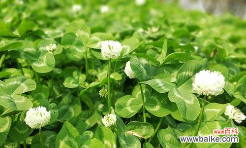 揭秘传统文化中寓意发财的花语 花开富贵,发财花语