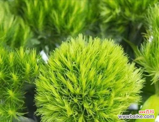 揭秘传统文化中寓意发财的花语 花开富贵,发财花语