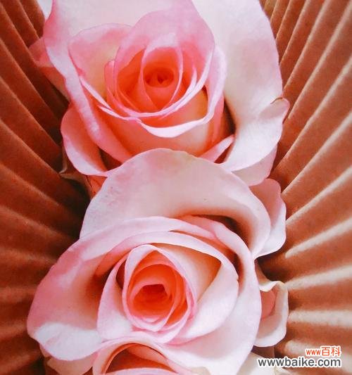 以花为媒介 对不起的花