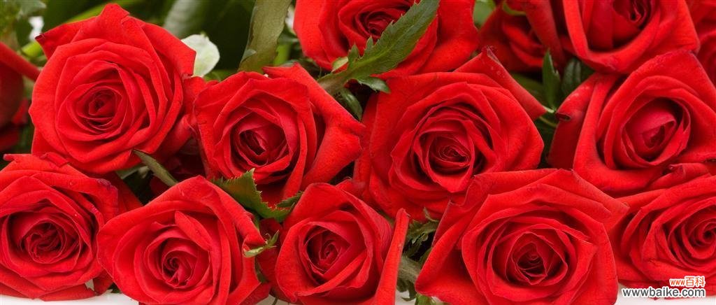 用花的语言表达最真诚的道歉之意 花语道歉，以花传达我心的歉意