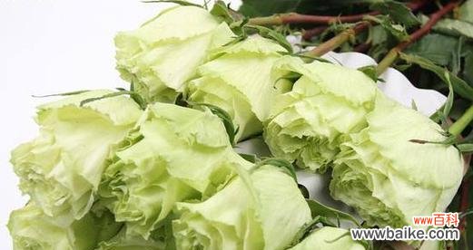 表达哀思和悼念的花语 悼念的花