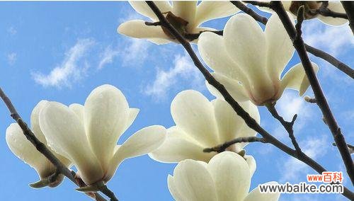 探寻纯洁之花的象征与美丽 纯洁的花与花语的意义