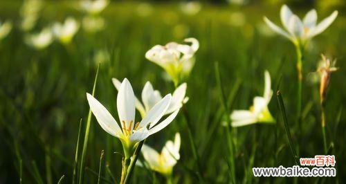 探寻纯洁之花的象征与美丽 纯洁的花与花语的意义
