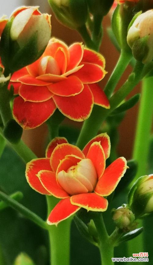 用花语传达富贵之意 富贵之花