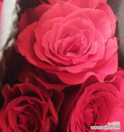 用花语传达富贵之意 富贵之花