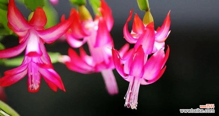 以花朵寓意为主题的发财好运花 花开发财,好运绵延