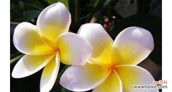 以表示害羞的花为主题的花语解析与赏析 害羞的花语