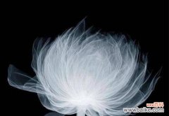 一朵在孤独中开放的花朵 孤独的花-独自绽放的美丽