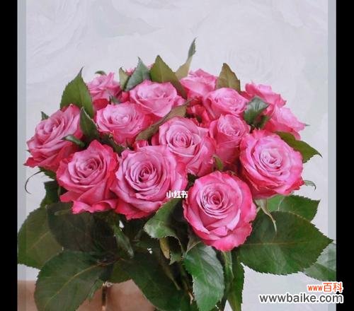 以表示高冷的花为主题的花花语及魅力 高冷的花