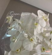 以表示高冷的花为主题的花花语及魅力 高冷的花