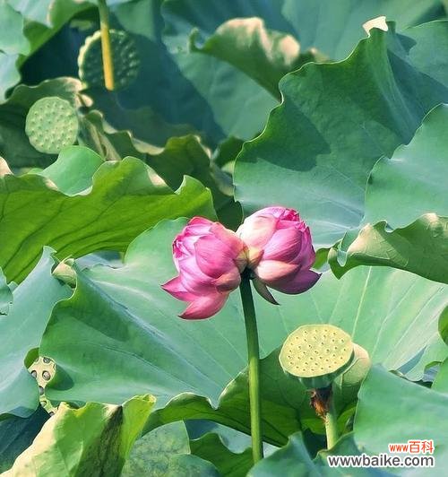 以表示纪念的花为主题 纪念的花语——用花朵表达深深的思念